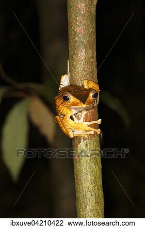 Borneo eared frog (Polypedates otilophus), night scene, Kubah National Park, Sarawak, Borneo, Malaysia, Asia View Large Photo Image Stock Image - Borneo eared frog (Polypedates otilophus), night scene, Kubah National Park, Sarawak, Borneo, Malaysia, Asia. Fotosearch