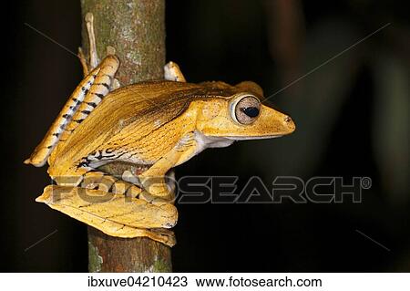 Stock Image - Borneo eared frog (Polypedates otilophus), night scene, Kubah National Park, Sarawak, Borneo, Malaysia, Asia. Fotosearch