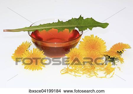 Bowl of dandelion syrup, dandelion flowers (Taraxacum officinale) View Large Photo Image Picture - Bowl of dandelion syrup, dandelion flowers (Taraxacum officinale). Fotosearch