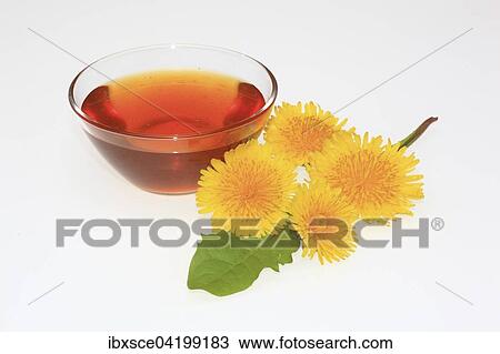 Bowl of dandelion syrup, dandelion flowers (Taraxacum officinale) View Large Photo Image Stock Image - Bowl of dandelion syrup, dandelion flowers (Taraxacum officinale). Fotosearch