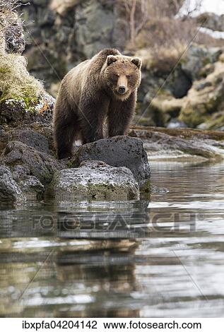 Stock Image - Brown bear (Ursus arctos), by the shore, Kamchatka, Russia, Europe. Fotosearch