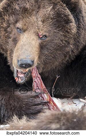 Stock Image - Brown bear (Ursus arctos) eating, cannibalism after a fight, Kamchatka, Russia, Europe. Fotosearch