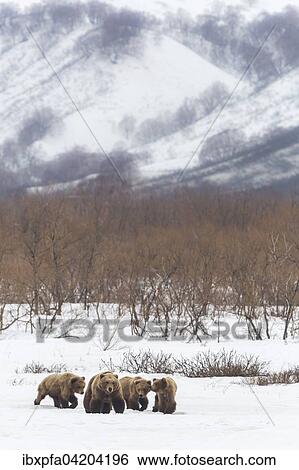 Brown bear (Ursus arctos) family in the snow, Kamchatka, Russia, Europe View Large Photo Image Stock Photograph - Brown bear (Ursus arctos) family in the snow, Kamchatka, Russia, Europe. Fotosearch