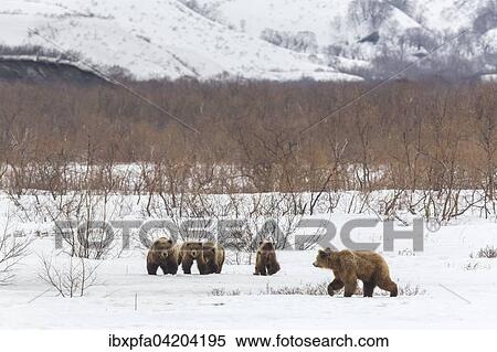 Brown bear (Ursus arctos) family in the snow, Kamchatka, Russia, Europe View Large Photo Image Stock Photography - Brown bear (Ursus arctos) family in the snow, Kamchatka, Russia, Europe. Fotosearch