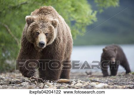 Brown bear (Ursus arctos), family, Kamchatka, Russia, Europe View Large Photo Image Stock Image - Brown bear (Ursus arctos), family, Kamchatka, Russia, Europe. Fotosearch