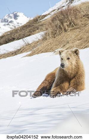 Stock Image - Brown bear (Ursus arctos), in the snow, Kamchatka, Russia, Europe. Fotosearch