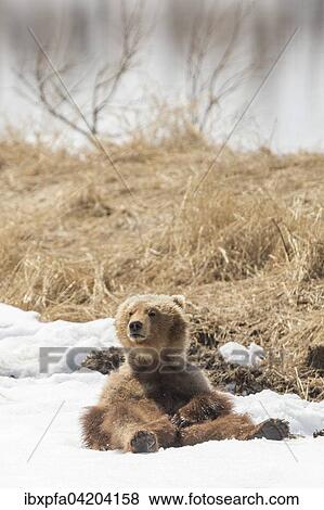 Stock Photo - Brown bear (Ursus arctos), in the snow, Kamchatka, Russia, Europe. Fotosearch
