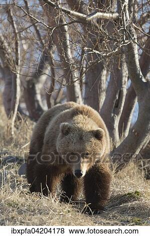 Stock Photo - Brown bear (Ursus arctos), Kamchatka, Russia, Europe. Fotosearch