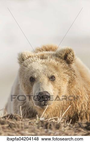 Stock Photo - Brown bear (Ursus arctos), portrait, Kamchatka, Russia, Europe. Fotosearch