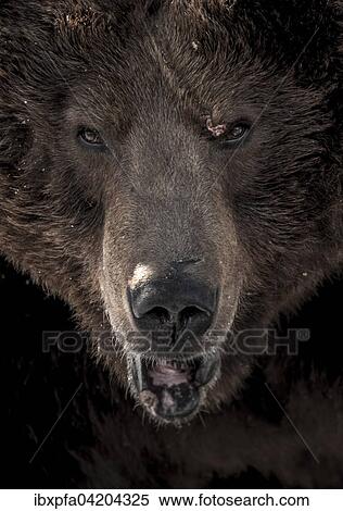 Brown bear (Ursus arctos), portrait, Kamchatka, Russia, Europe View Large Photo Image Stock Photography - Brown bear (Ursus arctos), portrait, Kamchatka, Russia, Europe. Fotosearch