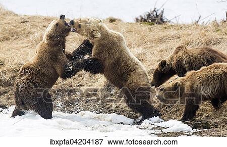 Brown bear (Ursus arctos), two female bears fighting, with young, Kamchatka, Russia, Europe View Large Photo Image Stock Photo - Brown bear (Ursus arctos), two female bears fighting, with young, Kamchatka, Russia, Europe. Fotosearch