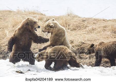 Stock Photo - Brown bear (Ursus arctos), two female bears fighting, with young, Kamchatka, Russia, Europe. Fotosearch