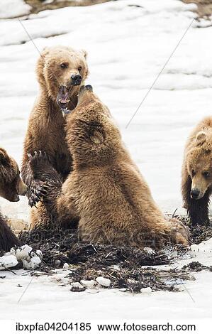Brown bear (Ursus arctos), two female bears fighting, Kamchatka, Russia, Europe View Large Photo Image Stock Photography - Brown bear (Ursus arctos), two female bears fighting, Kamchatka, Russia, Europe. Fotosearch