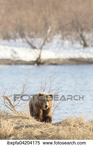 Stock Photography - Brown bear (Ursus arctos) walking by the shore, Kamchatka, Russia, Europe. Fotosearch
