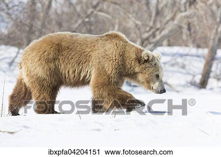 Stock Image - Brown bear (Ursus arctos) walking through the snow, Kamchatka, Russia, Europe. Fotosearch
