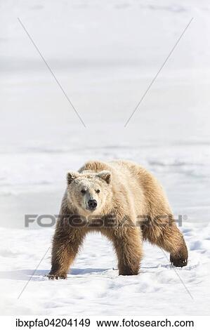 Brown bear (Ursus arctos) walking through the snow, Kamchatka, Russia, Europe View Large Photo Image Stock Photo - Brown bear (Ursus arctos) walking through the snow, Kamchatka, Russia, Europe. Fotosearch
