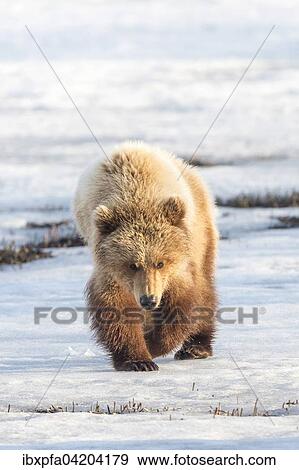 Brown bear (Ursus arctos) walking through the snow, Kamchatka, Russia, Europe View Large Photo Image Stock Photo - Brown bear (Ursus arctos) walking through the snow, Kamchatka, Russia, Europe. Fotosearch