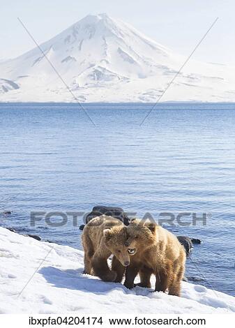 Picture - Brown bear (Ursus arctos) young bears by the shore, Kamchatka, Russia, Europe. Fotosearch