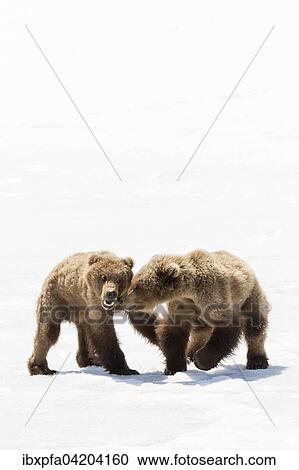 Stock Image - Brown bear (Ursus arctos), young bears playing, Kamchatka, Russia, Europe. Fotosearch