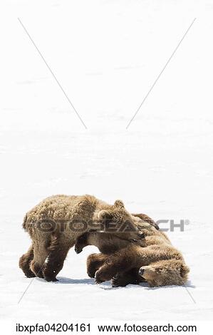 Stock Image - Brown bear (Ursus arctos), young bears playing, Kamchatka, Russia, Europe. Fotosearch