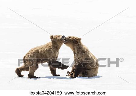 Brown bear (Ursus arctos), young bears playing, Kamchatka, Russia, Europe View Large Photo Image Stock Photo - Brown bear (Ursus arctos), young bears playing, Kamchatka, Russia, Europe. Fotosearch