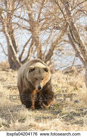 Brown bear (Ursus arctos) young bears by the shore, Kamchatka, Russia, Europe View Large Photo Image Stock Photograph - Brown bear (Ursus arctos) young bears by the shore, Kamchatka, Russia, Europe. Fotosearch