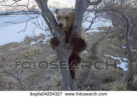 Brown bear (Ursus arctos), young in a tree, Kamchatka, Russia, Europe View Large Photo Image Stock Photo - Brown bear (Ursus arctos), young in a tree, Kamchatka, Russia, Europe. Fotosearch