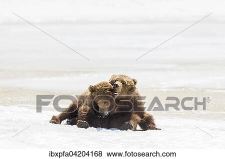 Stock Photo - Brown bear (Ursus arctos), young in the snow, Kamchatka, Russia, Europe. Fotosearch