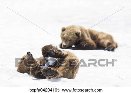 Stock Photography - Brown bear (Ursus arctos), young in the snow, Kamchatka, Russia, Europe. Fotosearch