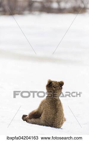 Brown bear (Ursus arctos) young sitting in the snow, Kamchatka, Russia, Europe View Large Photo Image Stock Image - Brown bear (Ursus arctos) young sitting in the snow, Kamchatka, Russia, Europe. Fotosearch