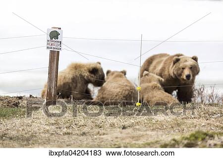 Brown bears (Ursus arctos) at the ranger's hut, Kamchatka, Russia, Europe View Large Photo Image Stock Image - Brown bears (Ursus arctos) at the ranger's hut, Kamchatka, Russia, Europe. Fotosearch