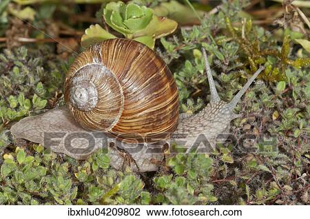 Burgundy snail (Helix pomatia), Germany, Europe View Large Photo Image Stock Image - Burgundy snail (Helix pomatia), Germany, Europe. Fotosearch