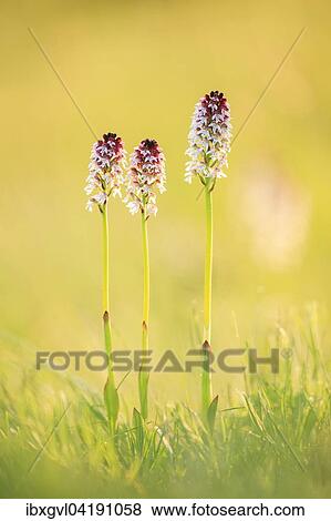 Burnt-tip orchid (Neotinea ustulata), Perchtolsdorfer Heide, Lower Austria, Austria, Europe View Large Photo Image Stock Photo - Burnt-tip orchid (Neotinea ustulata), Perchtolsdorfer Heide, Lower Austria, Austria, Europe. Fotosearch