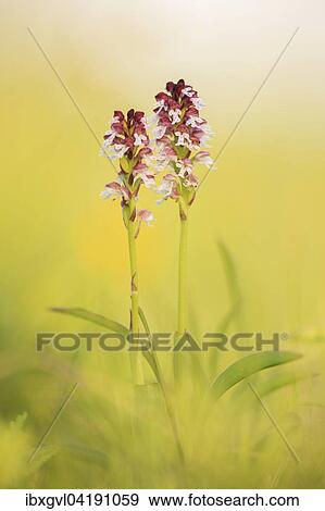Stock Photo - Burnt-tip orchid (Neotinea ustulata), Perchtolsdorfer Heide, Lower Austria, Austria, Europe. Fotosearch