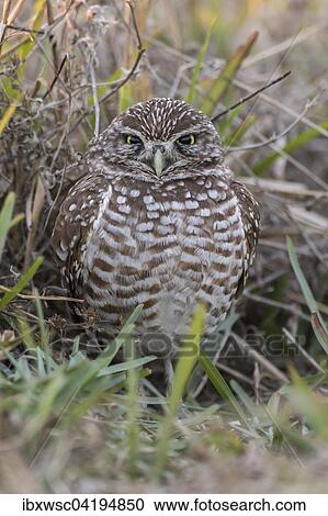 Burrowing Owl (Athene cunicularia), Florida, USA, North America View Large Photo Image Stock Image - Burrowing Owl (Athene cunicularia), Florida, USA, North America. Fotosearch