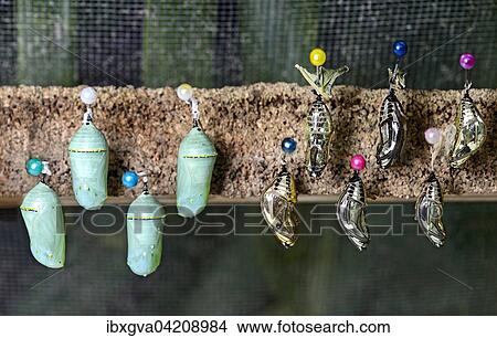 Picture - Butterfly pupae (Chrysalises) of Tarricina Longwing (Tithorea tarricina), shimmering golden, and the monarch butterfly (Danaus plexippus), dyed turquoise, butterfly garden of Hosteria Mariposas de Mindo, Ecuador, South America. Fotosearch