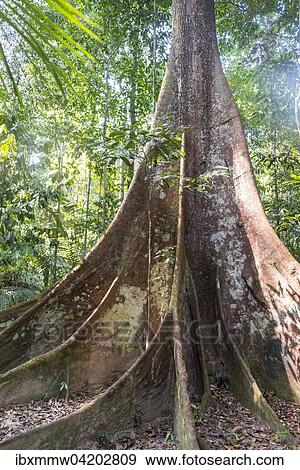 Buttress roots of an old forest giant in the jungle, tropical giant tree in the rainforest, Taman Negara, Malaysia, Asia View Large Photo Image Stock Photo - Buttress roots of an old forest giant in the jungle, tropical giant tree in the rainforest, Taman Negara, Malaysia, Asia. Fotosearch