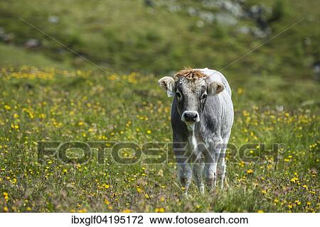 Calf in a meadow, High Tauern National Park, Matrei, East Tyrol, Tyrol, Austria, Europe View Large Photo Image Stock Image - Calf in a meadow, High Tauern National Park, Matrei, East Tyrol, Tyrol, Austria, Europe. Fotosearch