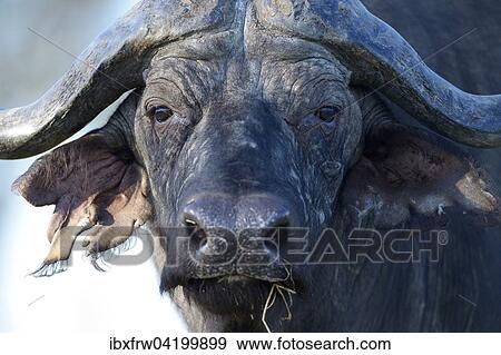 Cape Buffalo or African Buffalo (Syncerus caffer) South Luangwa National Park, Zambia, Africa View Large Photo Image Stock Photo - Cape Buffalo or African Buffalo (Syncerus caffer) South Luangwa National Park, Zambia, Africa. Fotosearch