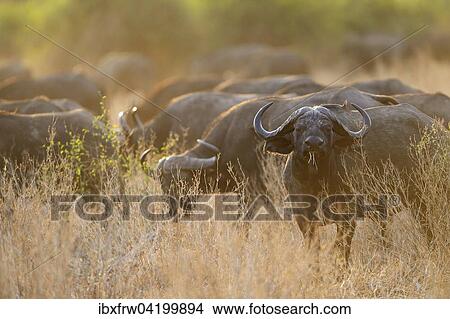 Cape Buffaloes or African Buffaloes (Syncerus caffer), herd in the evening light, South Luangwa National Park, Zambia, Africa View Large Photo Image Picture - Cape Buffaloes or African Buffaloes (Syncerus caffer), herd in the evening light, South Luangwa National Park, Zambia, Africa. Fotosearch