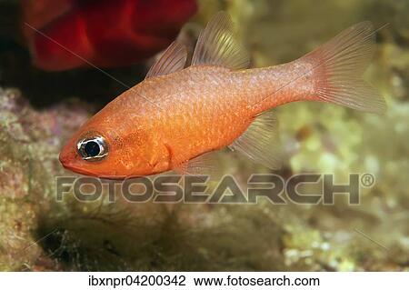 Cardinalfish (Apogon imperbis), Corfu, Ionian Islands, Greece, Europe View Large Photo Image Stock Image - Cardinalfish (Apogon imperbis), Corfu, Ionian Islands, Greece, Europe. Fotosearch