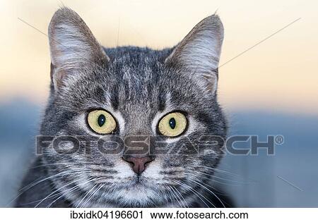 Stock Image - Cat with big yellow eyes, Greece, Europe. Fotosearch