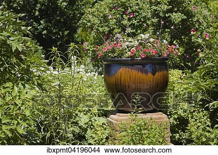 Picture - Ceramic planter on a pedestal with purple Petunia flowers (Petunia sp. ) flanked by country garden, Quebec, Canada, North America. Fotosearch