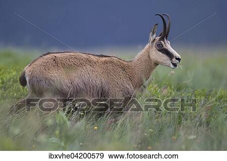 Chamois (Rupicapra rupicapra), grazing, Vosges, France, Europe View Large Photo Image Stock Photo - Chamois (Rupicapra rupicapra), grazing, Vosges, France, Europe. Fotosearch