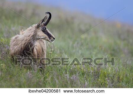 Chamois (Rupicapra rupicapra) on grassy slope, Vosges, France, Europe View Large Photo Image Stock Image - Chamois (Rupicapra rupicapra) on grassy slope, Vosges, France, Europe. Fotosearch