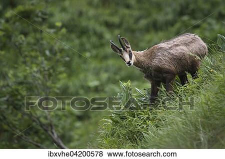 Chamois (Rupicapra rupicapra) on grassy slope, Vosges, France, Europe View Large Photo Image Stock Photo - Chamois (Rupicapra rupicapra) on grassy slope, Vosges, France, Europe. Fotosearch