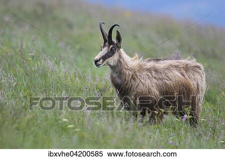 Chamois (Rupicapra rupicapra) on grassy slope, Vosges, France, Europe View Large Photo Image Stock Photography - Chamois (Rupicapra rupicapra) on grassy slope, Vosges, France, Europe. Fotosearch