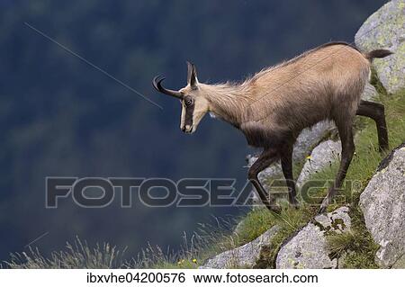Chamois (Rupicapra rupicapra) on steep slopes, Vosges, France, Europe View Large Photo Image Stock Photograph - Chamois (Rupicapra rupicapra) on steep slopes, Vosges, France, Europe. Fotosearch