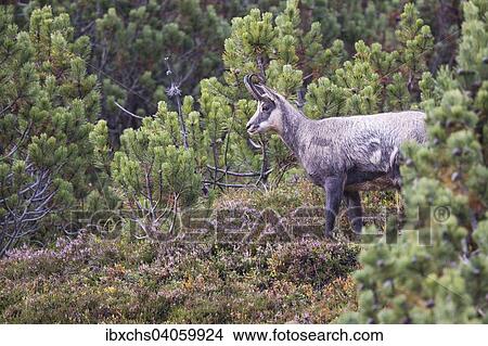 Chamois (Rupicapra rupicapra), Stubai Valley, Tyrol, Austria, Europe View Large Photo Image Picture - Chamois (Rupicapra rupicapra), Stubai Valley, Tyrol, Austria, Europe. Fotosearch