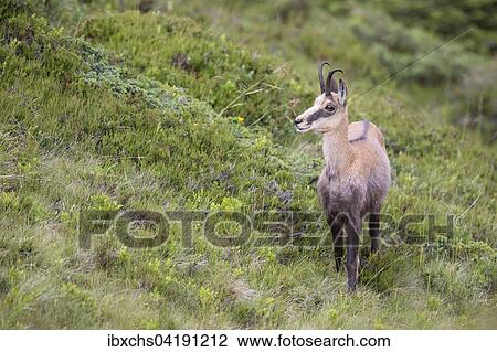 Chamois (Rupicapra rupicapra), Stubai Valley, Tyrol, Austria, Europe View Large Photo Image Stock Image - Chamois (Rupicapra rupicapra), Stubai Valley, Tyrol, Austria, Europe. Fotosearch